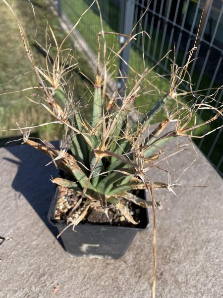 Leuchtenbergia principis v. trachythele